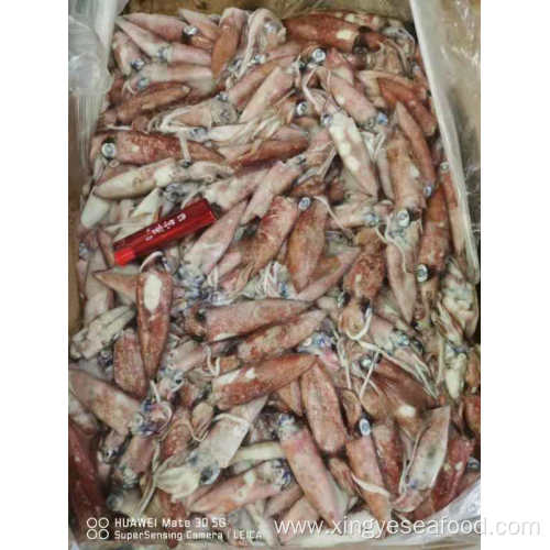 Frozen Uroteuthis Chinensis Squid Whole Round 5-8cm